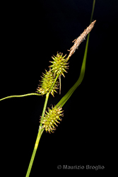 Immagine 4 di 10 - Carex lepidocarpa Tausch