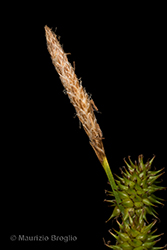 Immagine 5 di 10 - Carex lepidocarpa Tausch