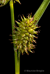 Immagine 6 di 10 - Carex lepidocarpa Tausch