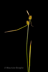 Immagine 7 di 10 - Carex lepidocarpa Tausch