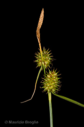 Immagine 8 di 10 - Carex lepidocarpa Tausch