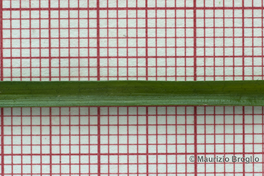 Immagine 9 di 10 - Carex lepidocarpa Tausch