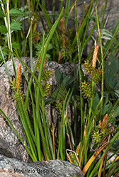 Immagine 1 di 4 - Carex demissa Hornem.