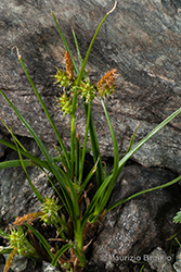 Immagine 2 di 4 - Carex demissa Hornem.