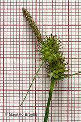 Immagine 4 di 4 - Carex demissa Hornem.