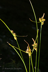 Immagine 1 di 2 - Carex oederi Retz.