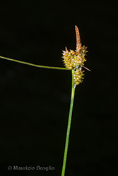 Immagine 2 di 2 - Carex oederi Retz.