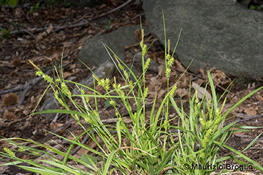 Immagine 1 di 11 - Carex punctata Gaudin