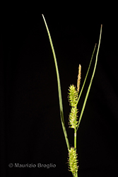 Immagine 4 di 11 - Carex punctata Gaudin