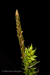 Immagine 5 di 11 - Carex punctata Gaudin