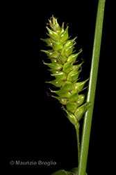 Immagine 6 di 11 - Carex punctata Gaudin
