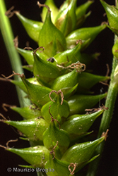 Immagine 7 di 11 - Carex punctata Gaudin