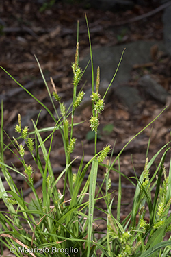 Carex punctata Gaudin