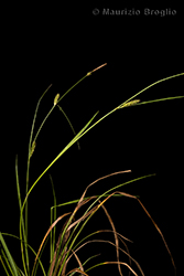 Immagine 1 di 10 - Carex distans L.