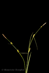 Immagine 2 di 10 - Carex distans L.
