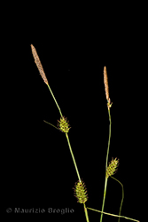 Immagine 3 di 10 - Carex distans L.