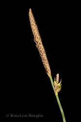 Immagine 4 di 10 - Carex distans L.