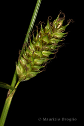 Immagine 5 di 10 - Carex distans L.