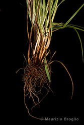 Immagine 6 di 10 - Carex distans L.