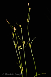 Immagine 7 di 10 - Carex distans L.