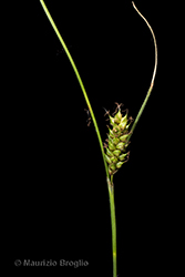 Immagine 8 di 10 - Carex distans L.