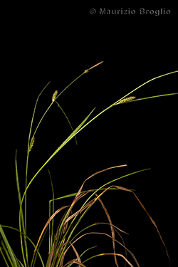 Carex distans L.