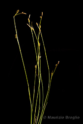 Immagine 1 di 6 - Carex hostiana DC.