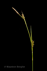 Immagine 2 di 6 - Carex hostiana DC.