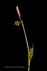 Immagine 3 di 6 - Carex hostiana DC.
