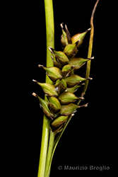 Immagine 4 di 6 - Carex hostiana DC.