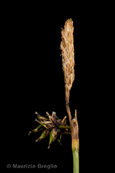 Immagine 5 di 6 - Carex hostiana DC.