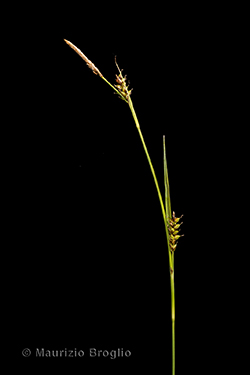 Carex hostiana DC.
