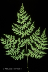 Immagine 4 di 5 - Cystopteris montana (Lam.) Bernh. ex Desv.