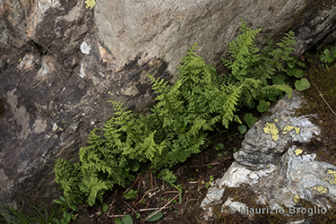 Immagine 1 di 7 - Cystopteris alpina (Lam.) Desv.
