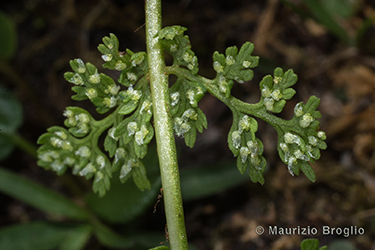 Immagine 4 di 7 - Cystopteris alpina (Lam.) Desv.