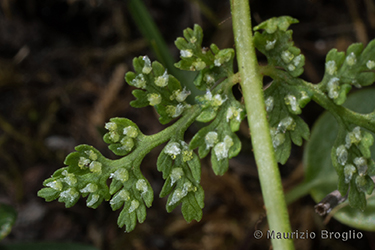 Immagine 5 di 7 - Cystopteris alpina (Lam.) Desv.