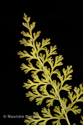 Immagine 6 di 7 - Cystopteris alpina (Lam.) Desv.