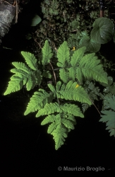 Immagine 3 di 4 - Gymnocarpium dryopteris (L.) Newman