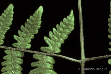 Immagine 4 di 4 - Gymnocarpium robertianum (Hoffm.) Newman