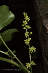 Immagine 2 di 6 - Dioscorea communis (L.) Caddick & Wilkin