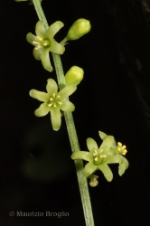 Immagine 3 di 6 - Dioscorea communis (L.) Caddick & Wilkin