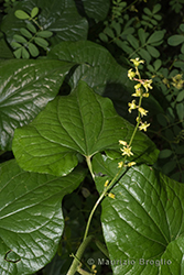 Immagine 4 di 6 - Dioscorea communis (L.) Caddick & Wilkin