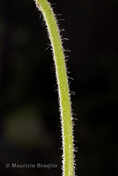 Immagine 7 di 9 - Knautia subcanescens Jord.