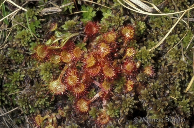 Immagine 1 di 6 - Drosera rotundifolia L.