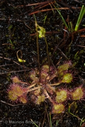 Immagine 2 di 6 - Drosera rotundifolia L.