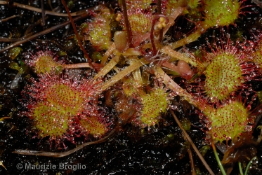 Immagine 3 di 6 - Drosera rotundifolia L.