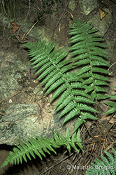 Immagine 2 di 5 - Dryopteris cambrensis (Fraser-Jenk.) J. Beitel & W.R. Buck