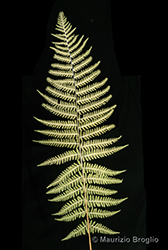 Immagine 1 di 5 - Dryopteris pseudodisjuncta (Tavel ex Fraser-Jenk.) Fraser-Jenk.