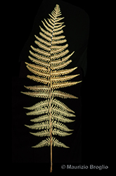 Immagine 2 di 5 - Dryopteris pseudodisjuncta (Tavel ex Fraser-Jenk.) Fraser-Jenk.