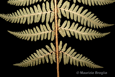 Immagine 3 di 5 - Dryopteris pseudodisjuncta (Tavel ex Fraser-Jenk.) Fraser-Jenk.